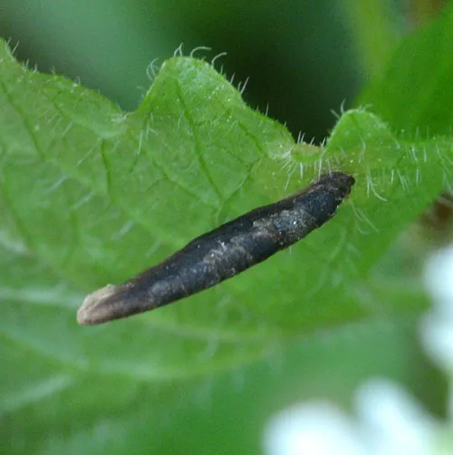 Coleophora albitarsella - photo 5