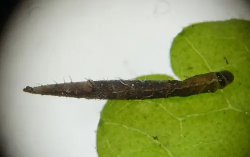 Coleophora albitarsella - photo 8