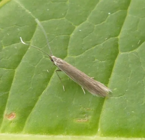 Coleophora alticolella