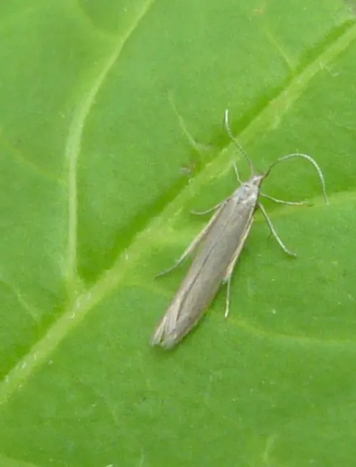 Coleophora alticolella - photo 2