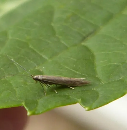 Coleophora alticolella - photo 3