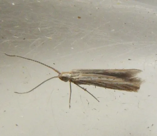 Coleophora argentula