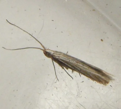 Coleophora argentula - photo 3