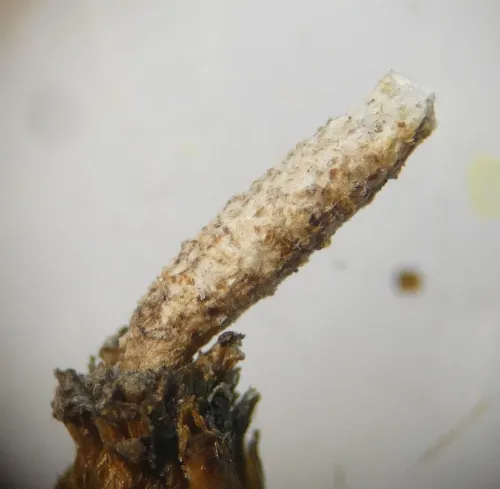 Coleophora argentula - photo 4