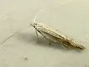 Coleophora asterophagella - Hodges#1266