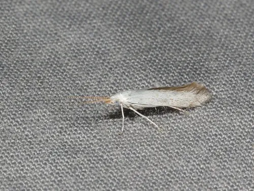 American Pistol Casebearer Moth