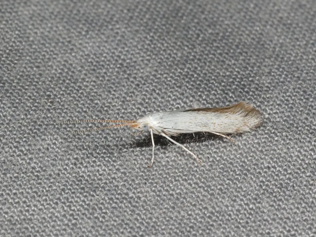American Pistol Casebearer Moth - photo 2