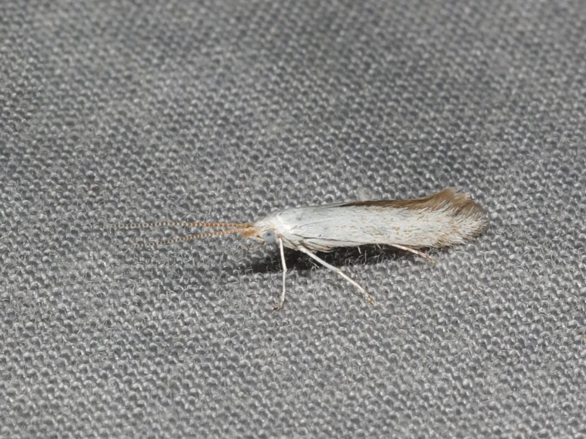 American Pistol Casebearer Moth - photo 3