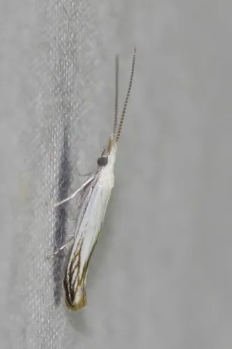 American Pistol Casebearer Moth - photo 5