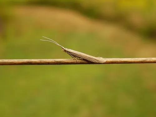 American Pistol Casebearer Moth - photo 8