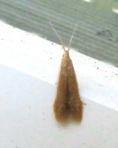 Coleophora badiipennella