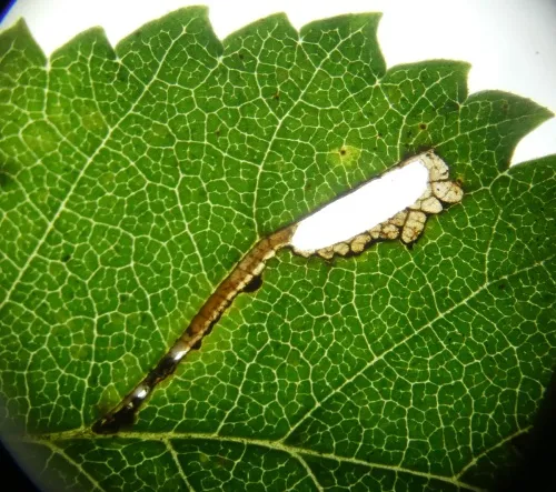 Coleophora badiipennella - photo 2