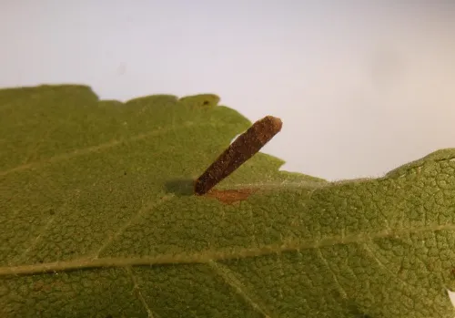Coleophora badiipennella - photo 3