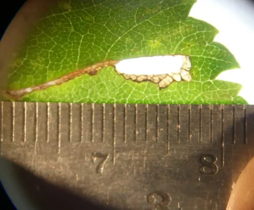 Coleophora badiipennella - photo 4