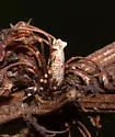 Coleophora benestrigatella - Hodges#1366 - photo 4
