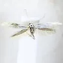 Coleophora bernoulliella - Hodges#1255.1