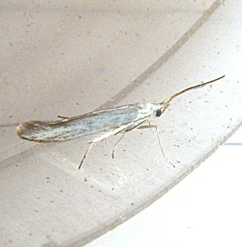 Coleophora betulella