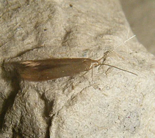 Coleophora binderella - Coleophora binderella