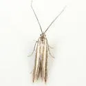 Coleophora bistrigella - Hodges#1315 - photo 2