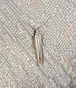 Coleophora bistrigella - Hodges#1315 - photo 4