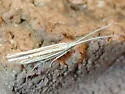 Coleophora borea - Hodges#1361