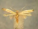 Coleophora borea - Hodges#1361 - photo 2