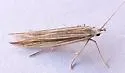 Coleophora borea - Hodges#1361 - photo 3