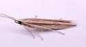 Coleophora borea - Hodges#1361 - photo 4