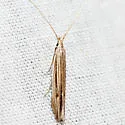 Coleophora borea - Hodges#1361 - photo 5