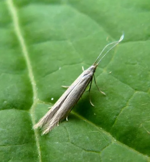 Coleophora caespititiella