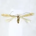 Coleophora comptoniella - Hodges#1300 - Coleophora comptoniella
