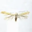 Coleophora comptoniella - Hodges#1300 - photo 2