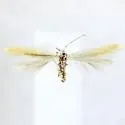 Coleophora comptoniella - Hodges#1300 - photo 3