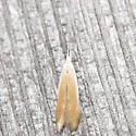 Coleophora comptoniella - Hodges#1300 - photo 4