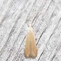 Coleophora comptoniella - Hodges#1300 - photo 5
