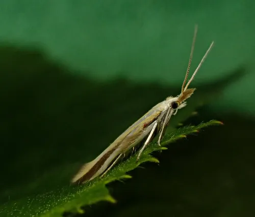 Coleophora conspicuella