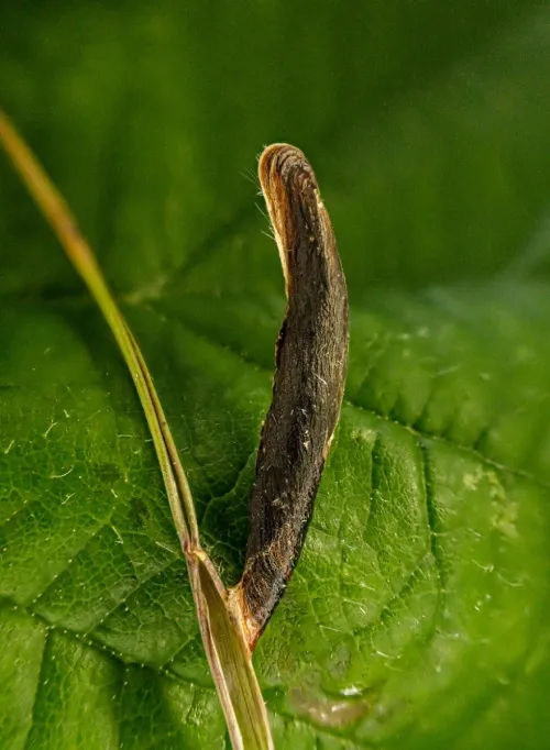 Coleophora conspicuella - photo 2