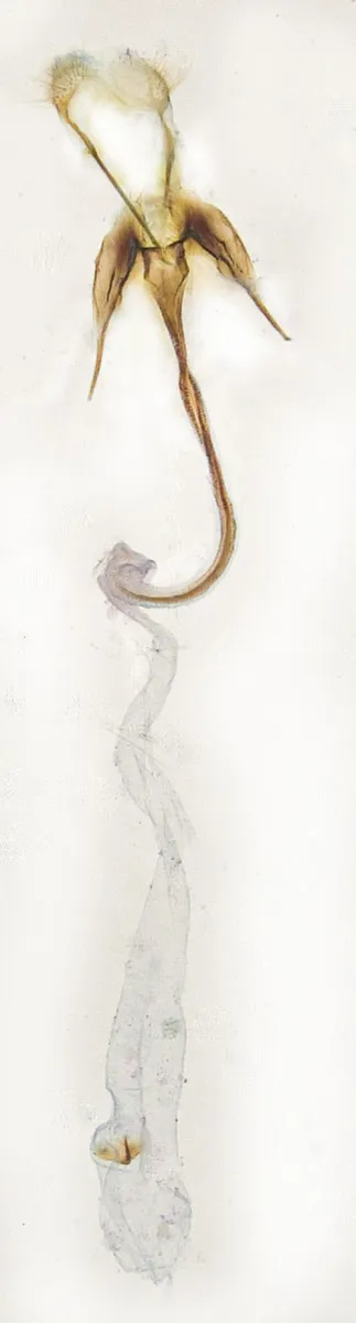 Coleophora conspicuella - photo 3