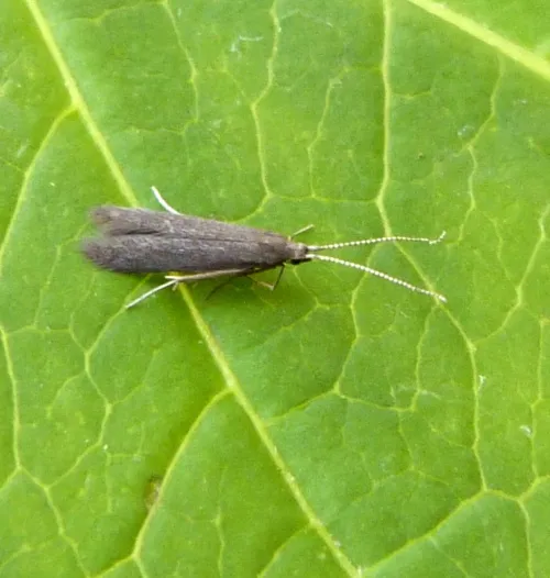 Coleophora coracipennella