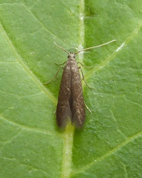 Coleophora coracipennella - photo 2