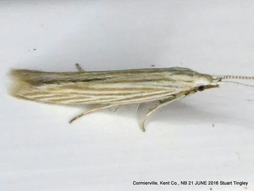 Streaked Coleophora Moth - Coleophora cratipennella