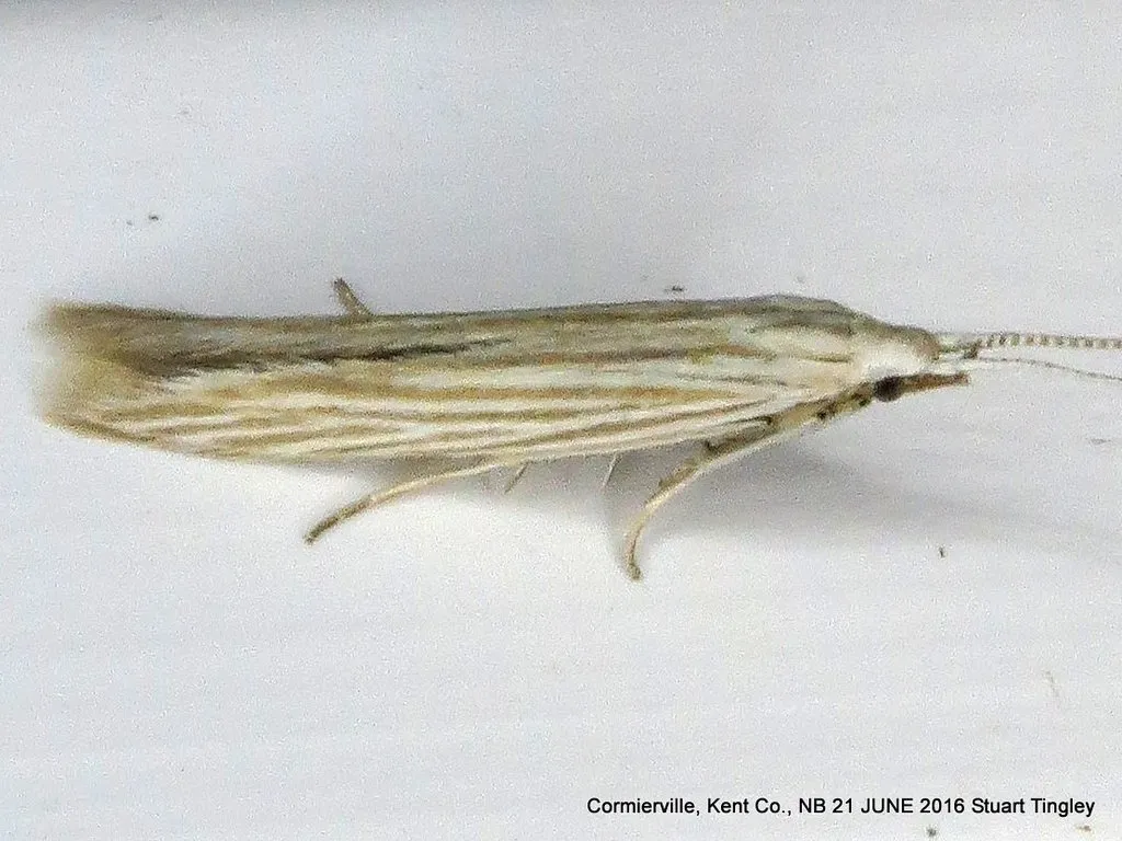 Streaked Coleophora Moth - photo 2