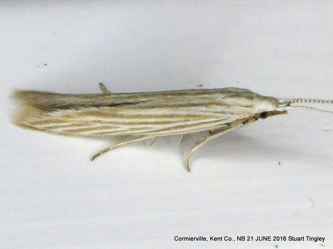 Streaked Coleophora Moth - photo 3