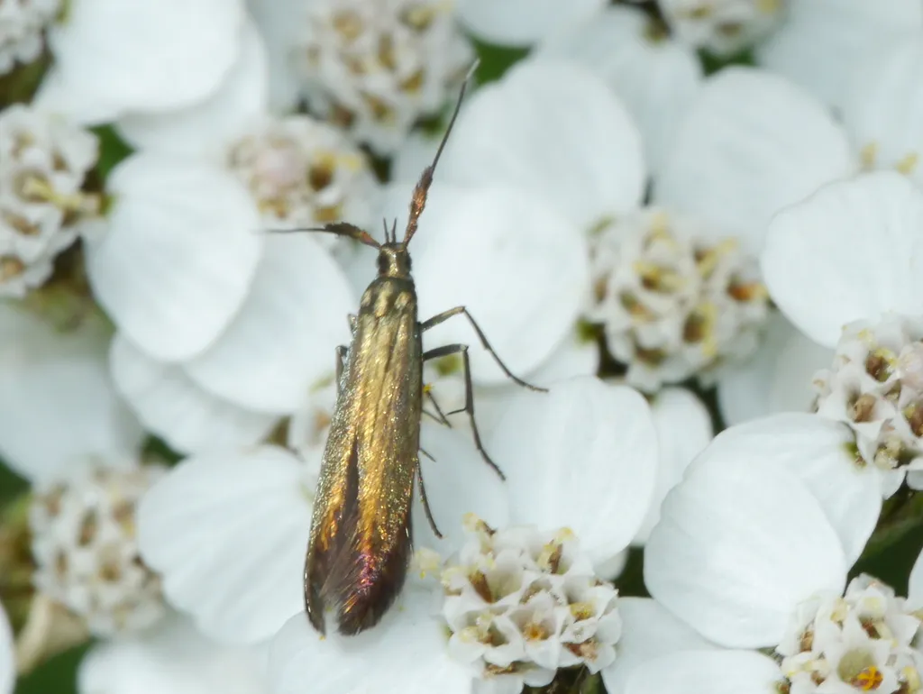 Coleophora deauratella - photo 2