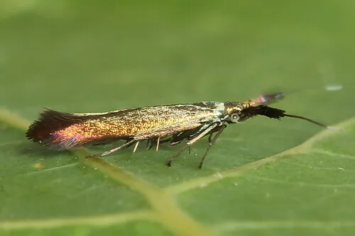 Coleophora deauratella - photo 3
