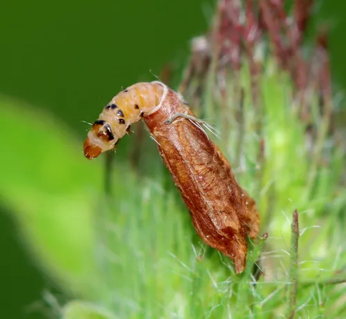Coleophora deauratella - photo 4