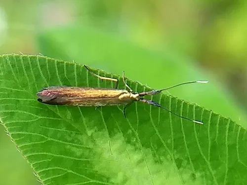 Coleophora deauratella - photo 5