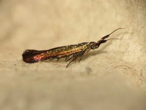 Coleophora deauratella - photo 6