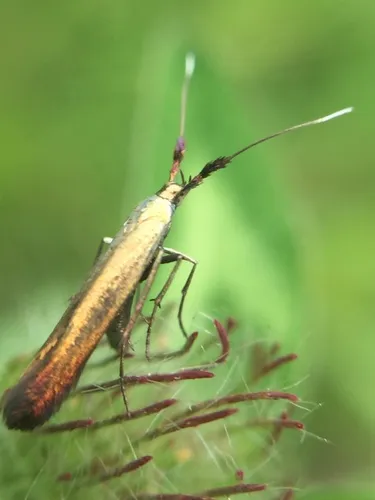 Coleophora deauratella - photo 7