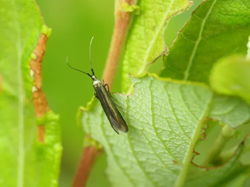 Coleophora deauratella - photo 8